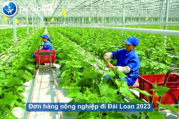 Tìm hiểu chi tiết về đơn hàng nông nghiệp đi Đài Loan mới nhất 2023